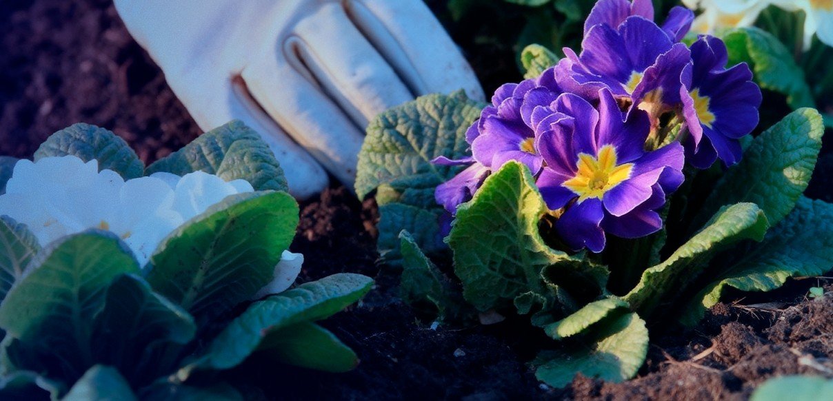 Tendências e inovações nos serviços de jardinagem corporativa